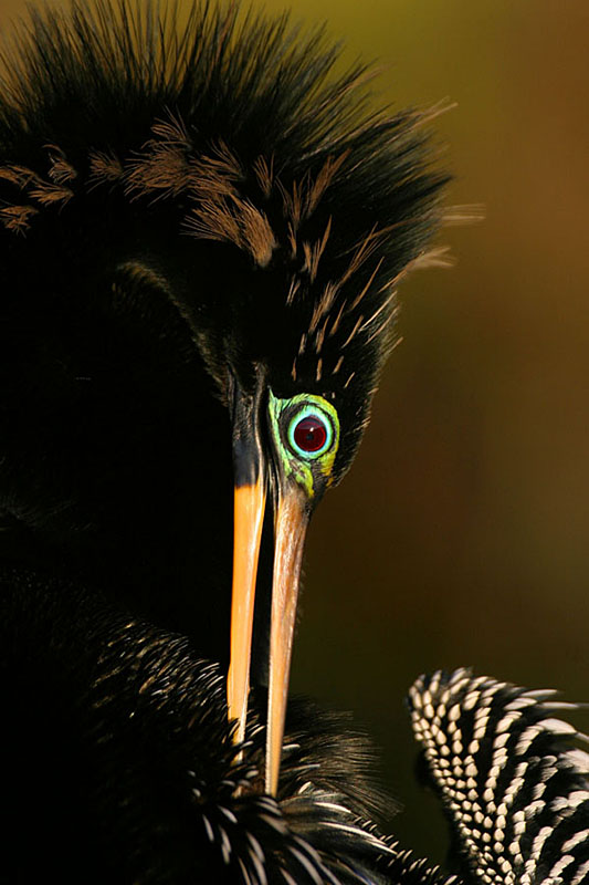 ANHINGAS CORMORANTS PELICANS